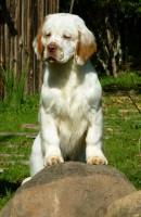 /album/clumbersbrasil-com-br/fidelia-6-meses-02-jpg/